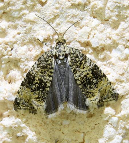 Celypha lacunana